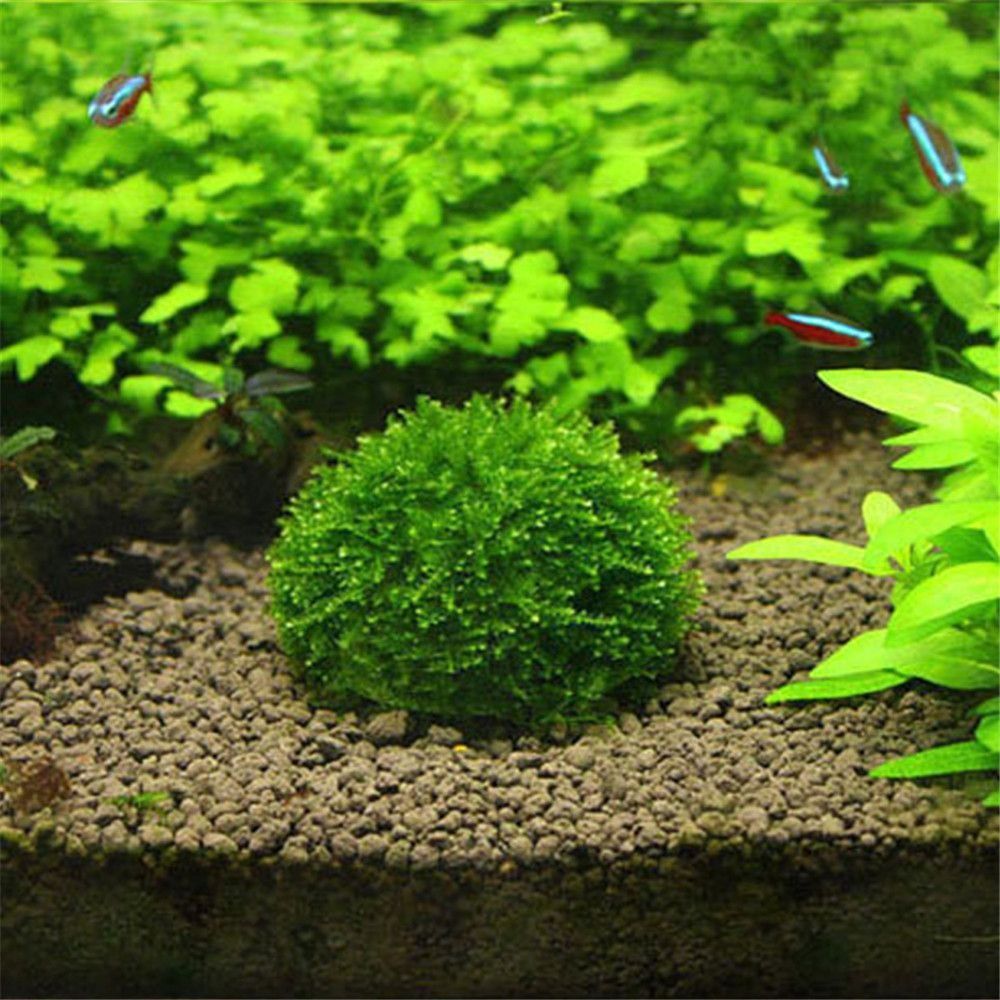 Marine Aquarium All In One - Nuova sospensione in plastica Cupola di