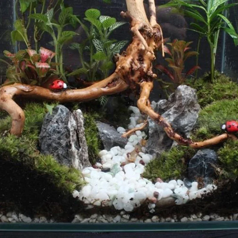 Tronco d'albero naturale Drift - Marine Aquarium All In One recensione e prezzo