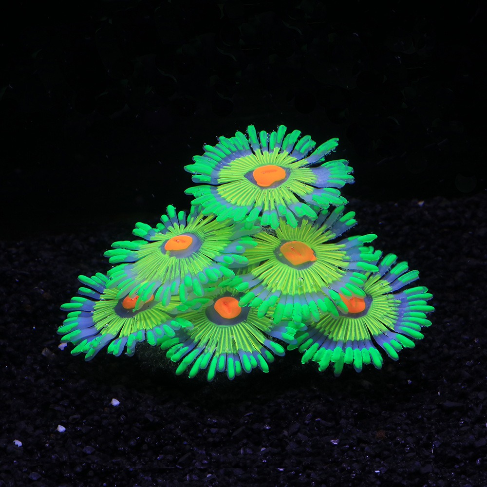 Decorazioni Luminose per Acqua - Marine Aquarium All In One recensione e prezzo