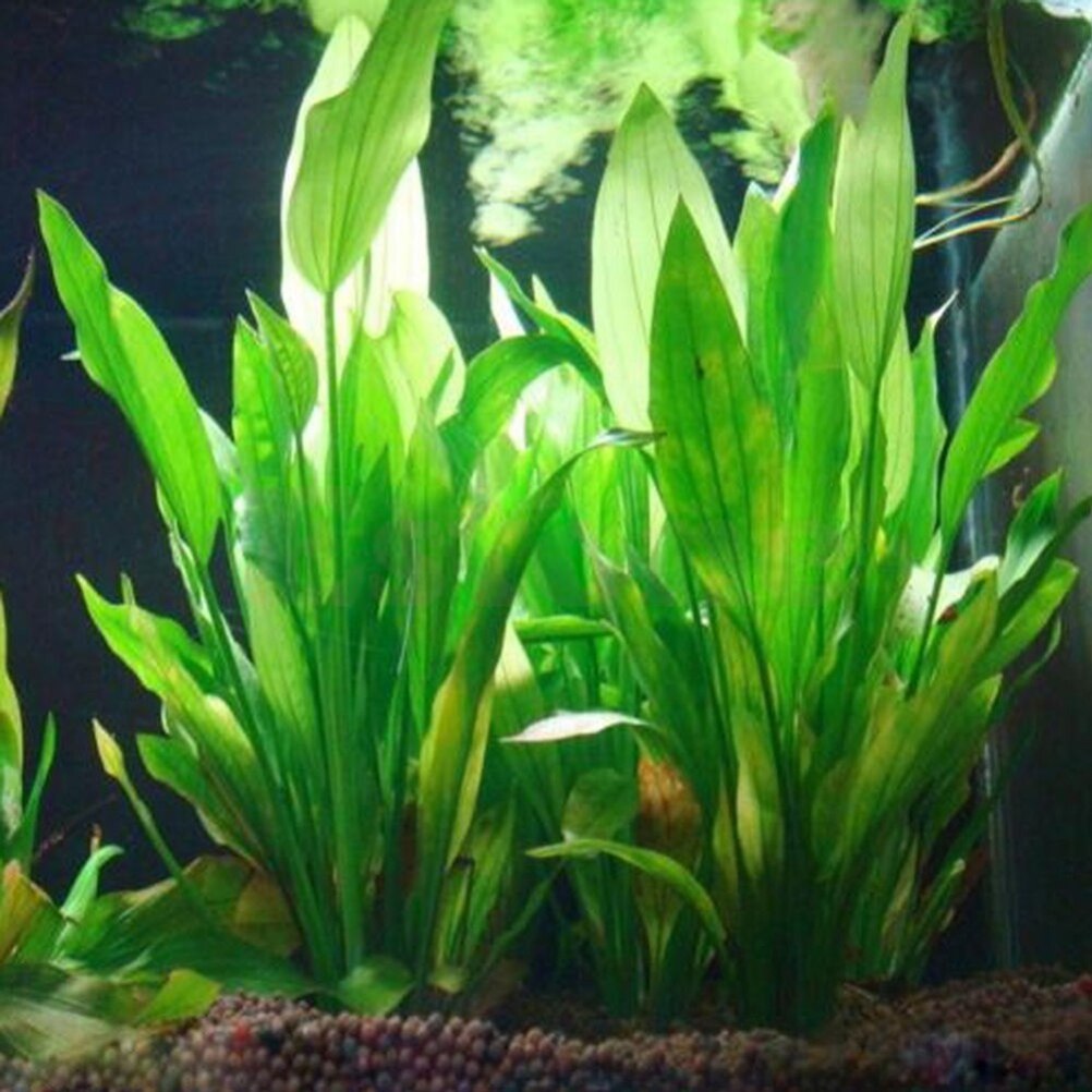 15cm artificiale acquario Deco - Marine Aquarium All In One recensione e prezzo