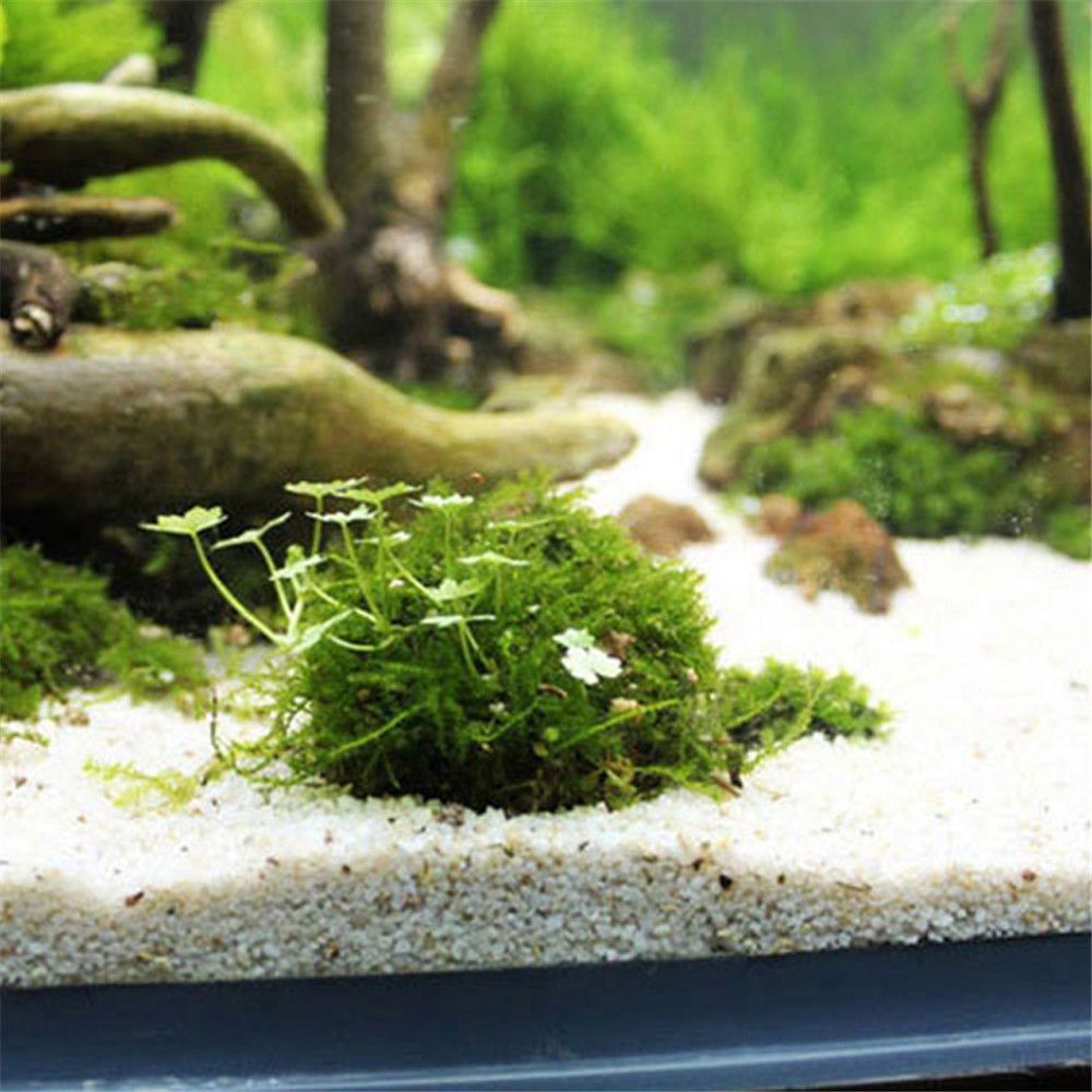 Nuova sospensione in plastica  - Marine Aquarium All In One recensione e prezzo